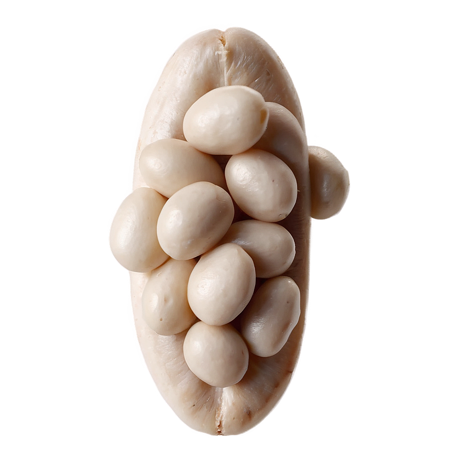 White Beans Png 69