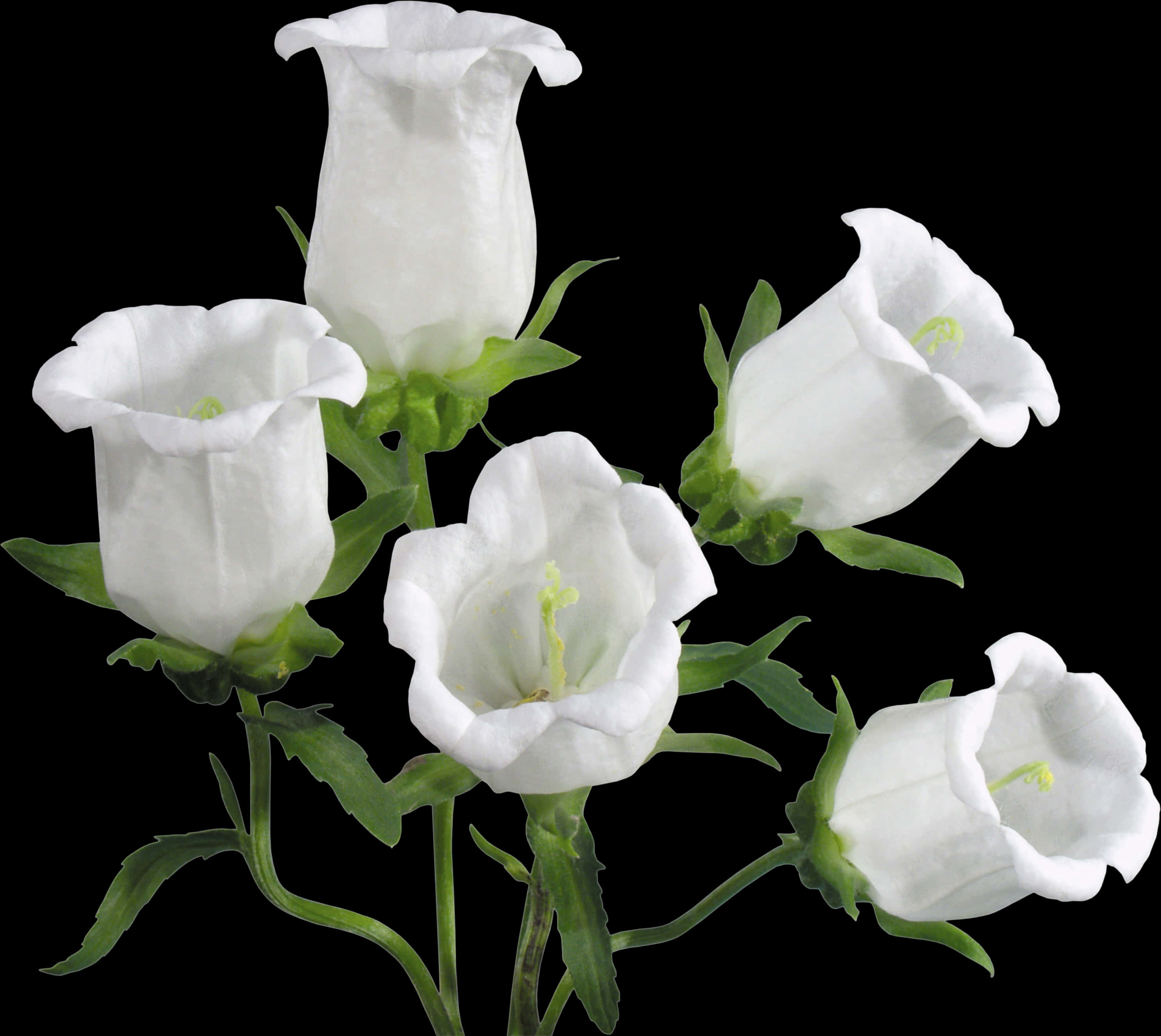 White Bell Shaped Flowers Black Background PNG with transparent background
