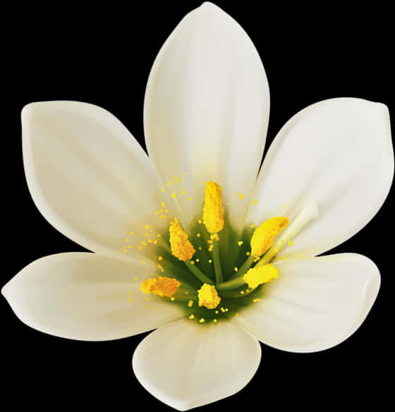 White Bloom Black Background PNG with transparent background