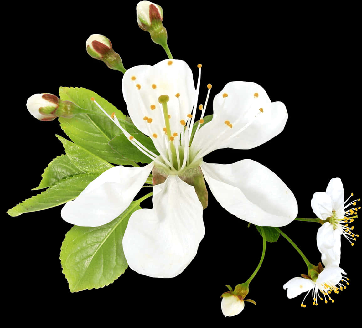 White Blossom Black Background PNG with transparent background