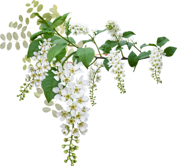 White Blossoming Branches.png