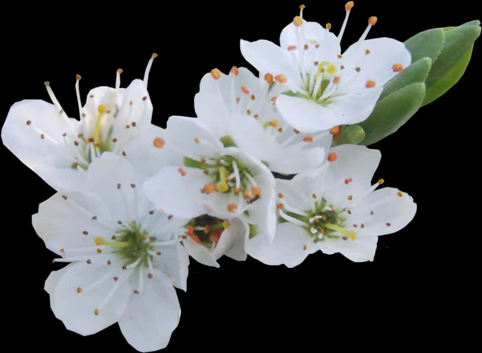 White Blossoms Transparent Background PNG with transparent background
