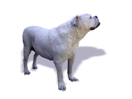 White Bulldog Profile Black Background PNG with transparent background