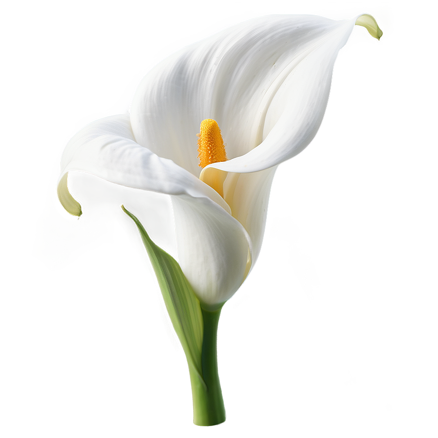 White Calla Lily Flower Png Aow