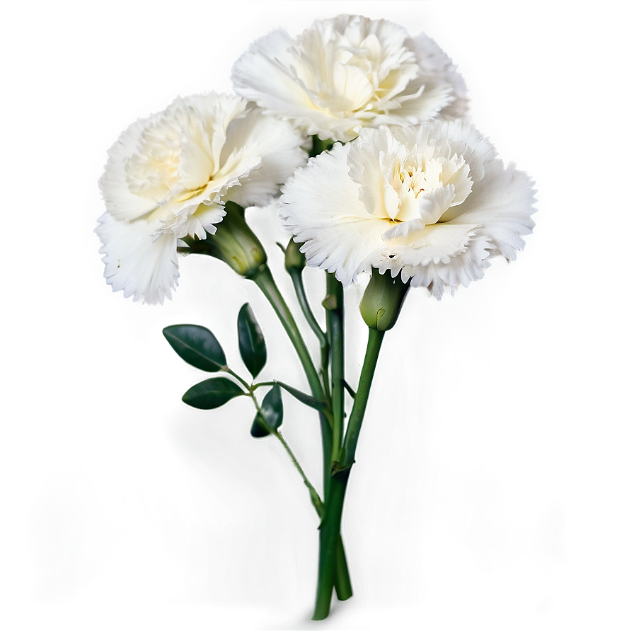 White Carnation Cluster Png 06112024