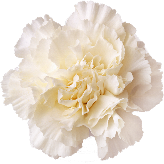 White Carnation Flower Isolated