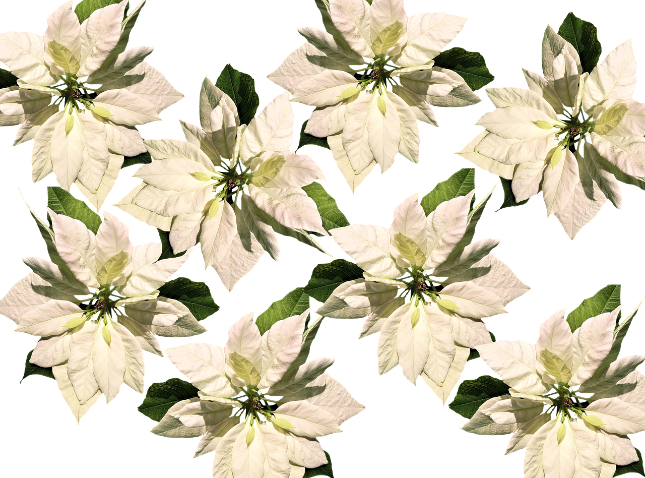 White Christmas Poinsettia Pattern