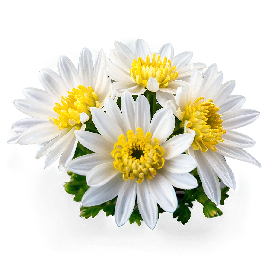 White Chrysanthemum Bloom Png 06112024