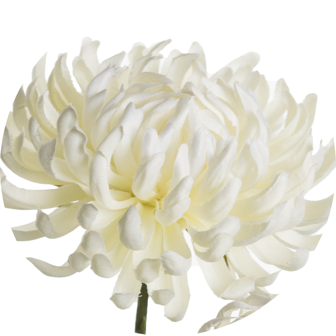 White Chrysanthemum Flower Closeup