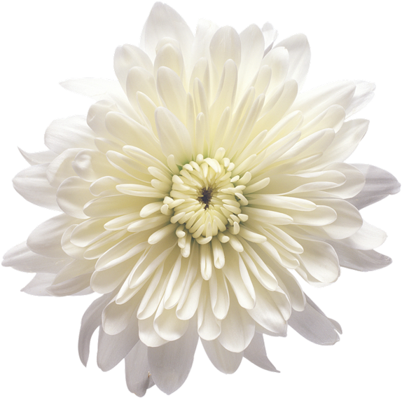 White Chrysanthemum Flower Png, Transparent Png PNG with transparent background