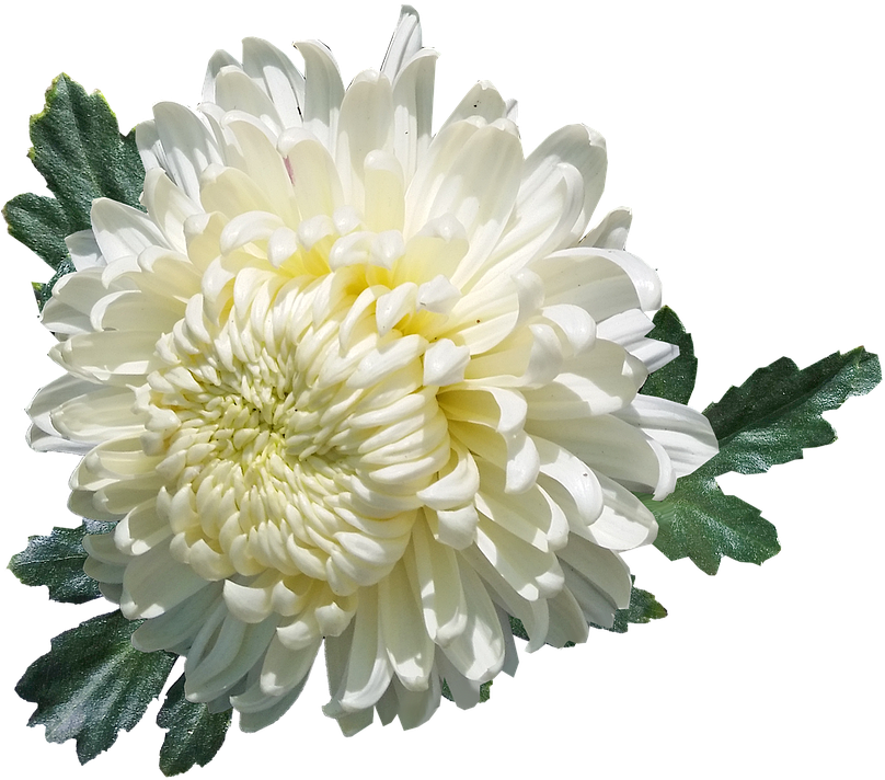 Chrysanthemum, White, Flower, Plant, Garden, Summer - White Chrysanthemum Flowers Png, Transparent Png PNG with transparent background