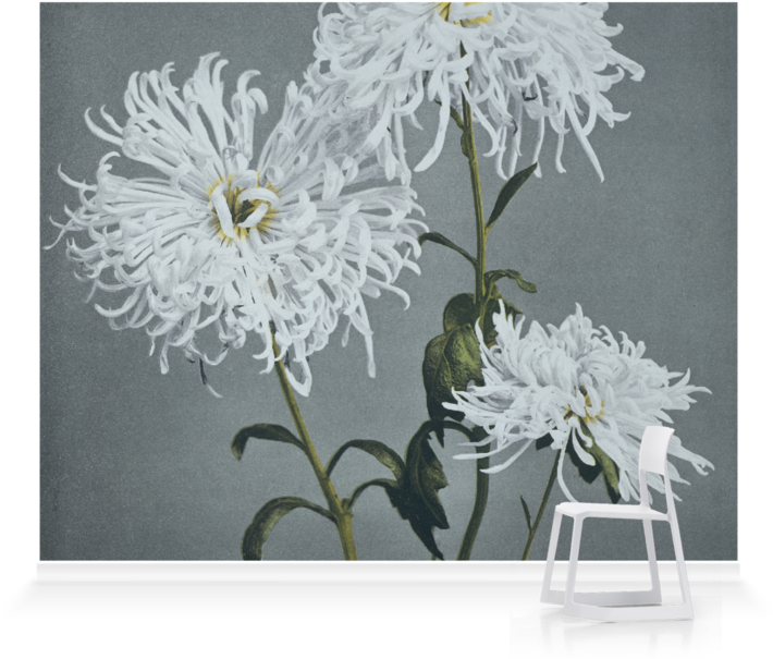 White Chrysanthemums Artistic Display