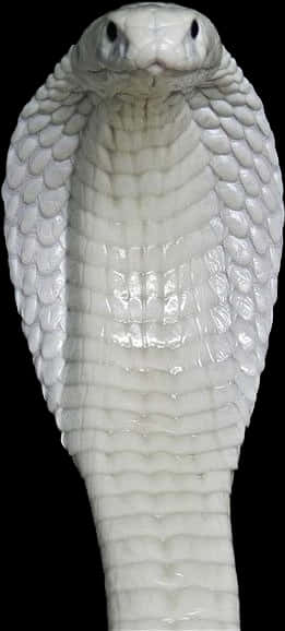 White Cobra Head Raised PNG with transparent background