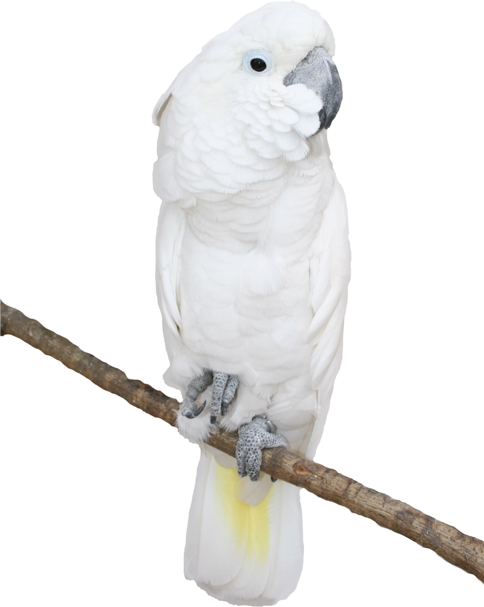 White Cockatoo Perchedon Branch