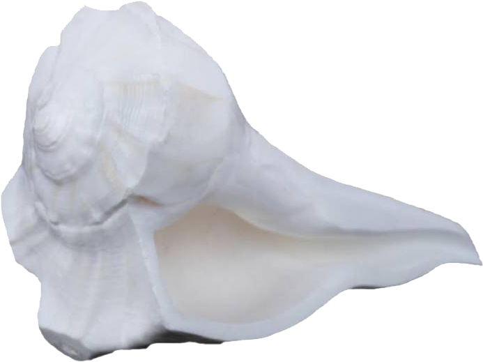 White Conch Shell Isolated Background