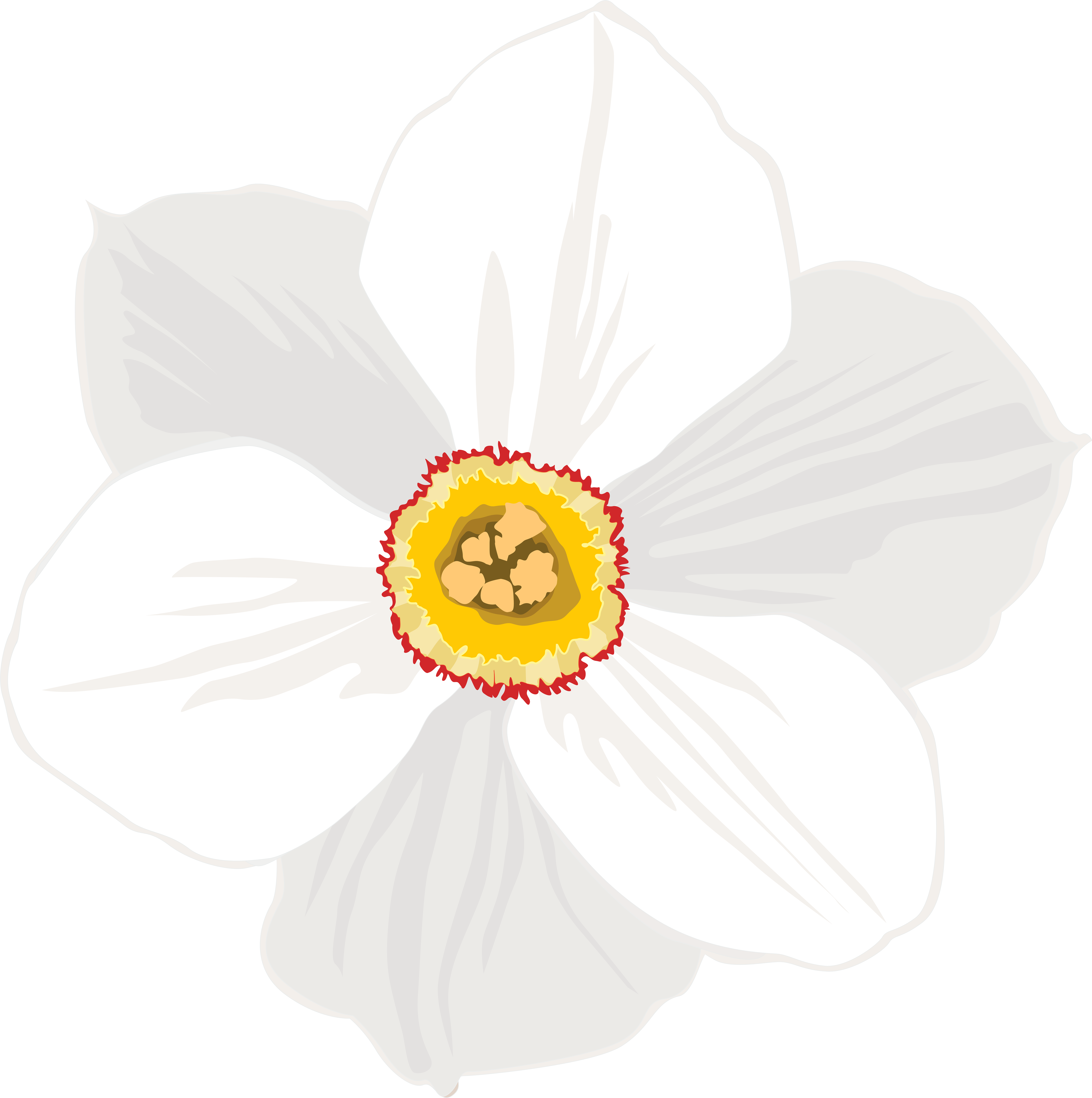Daffodil Clipart Transparent Background , Png Download, Png Download PNG with transparent background