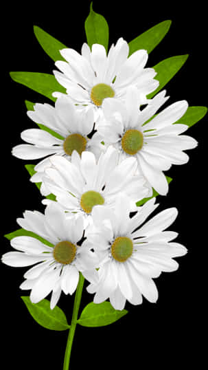 White Daisies Black Background PNG with transparent background