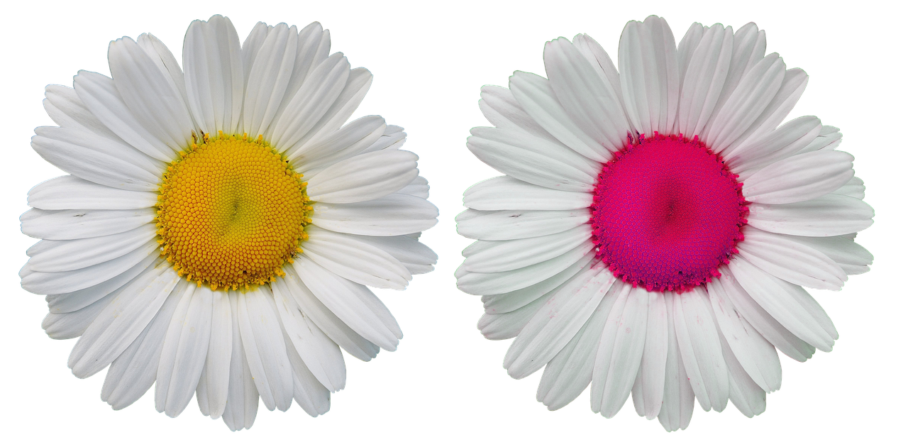 White Daisies Contrasting Centers