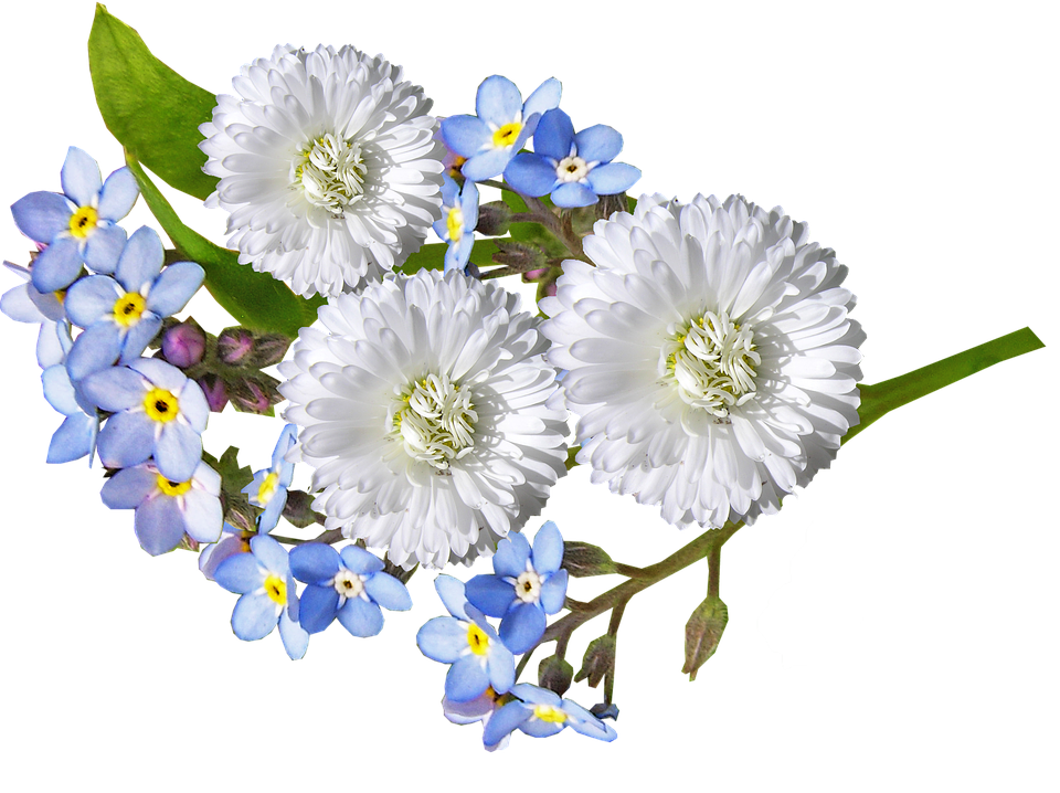 White Daisiesand Forget Me Nots PNG with transparent background