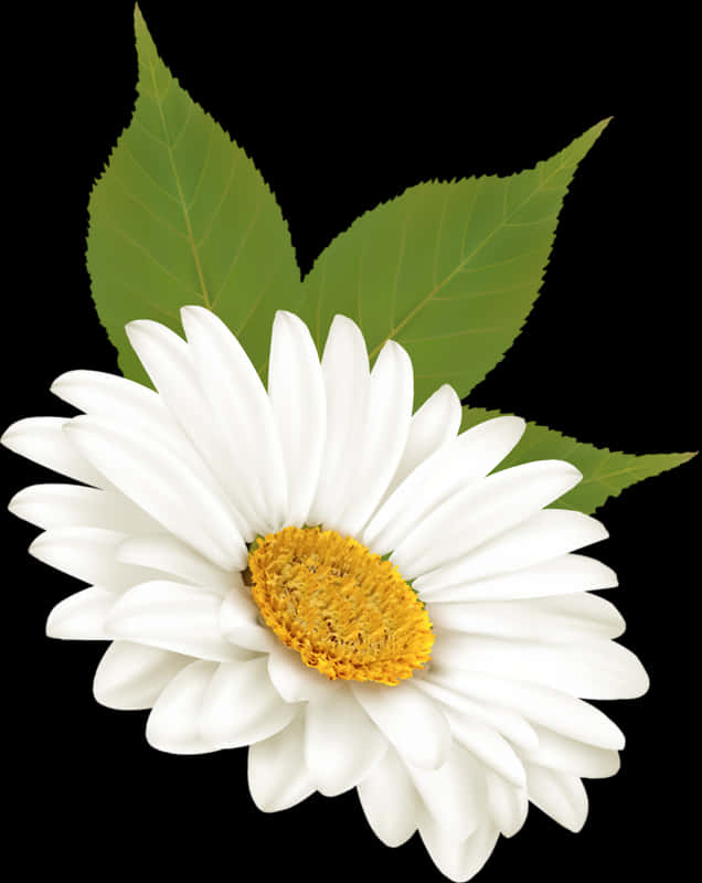 White Daisy Black Background