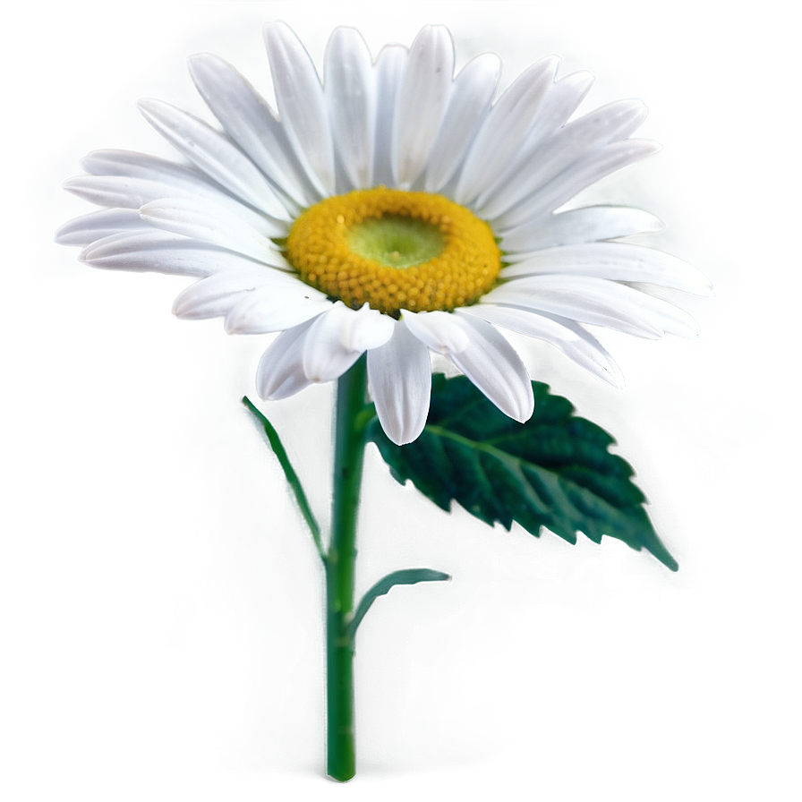 White Daisy Flower Png 35