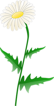 White Daisy Graphic PNG with transparent background