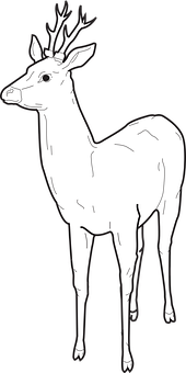 White Deer Illustration PNG with transparent background