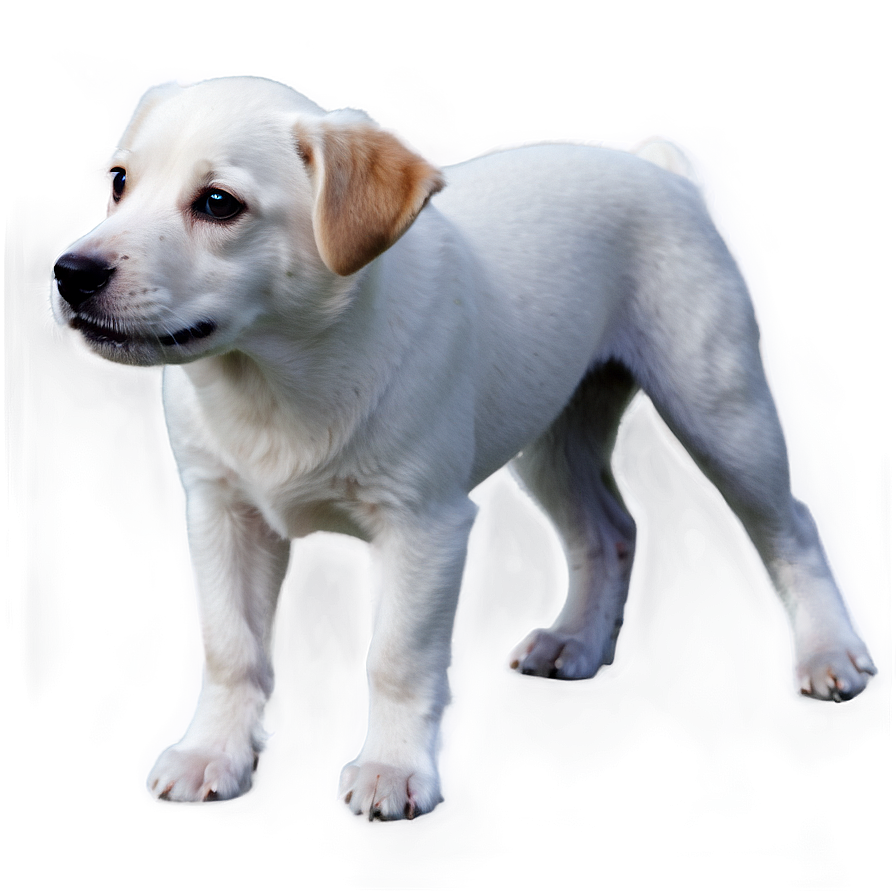 White Dog Transparent Png Ksp