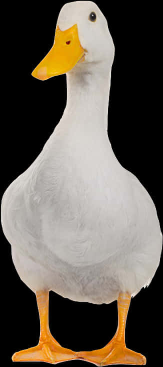 White Domestic Duck Portrait PNG with transparent background