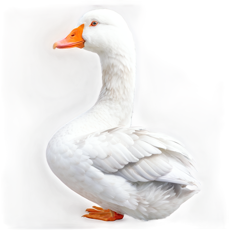 White Domestic Goose Png 06112024