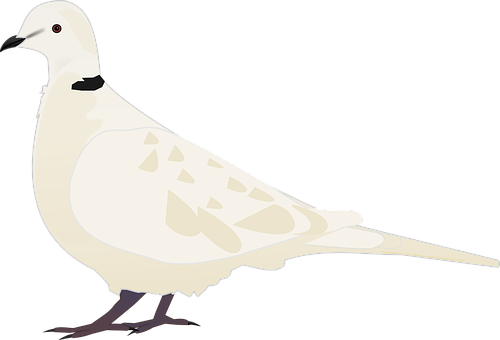 White Dove Illustration