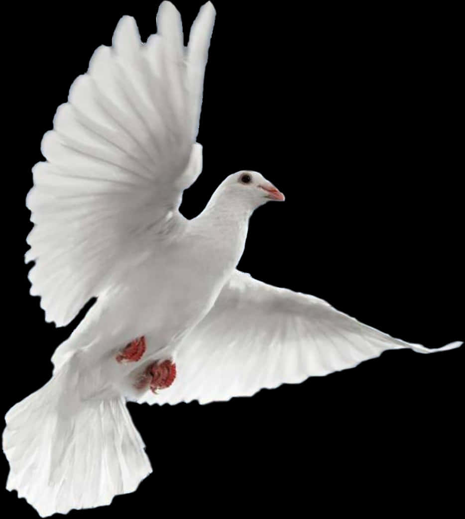 White Dove In Flight Black Background PNG with transparent background