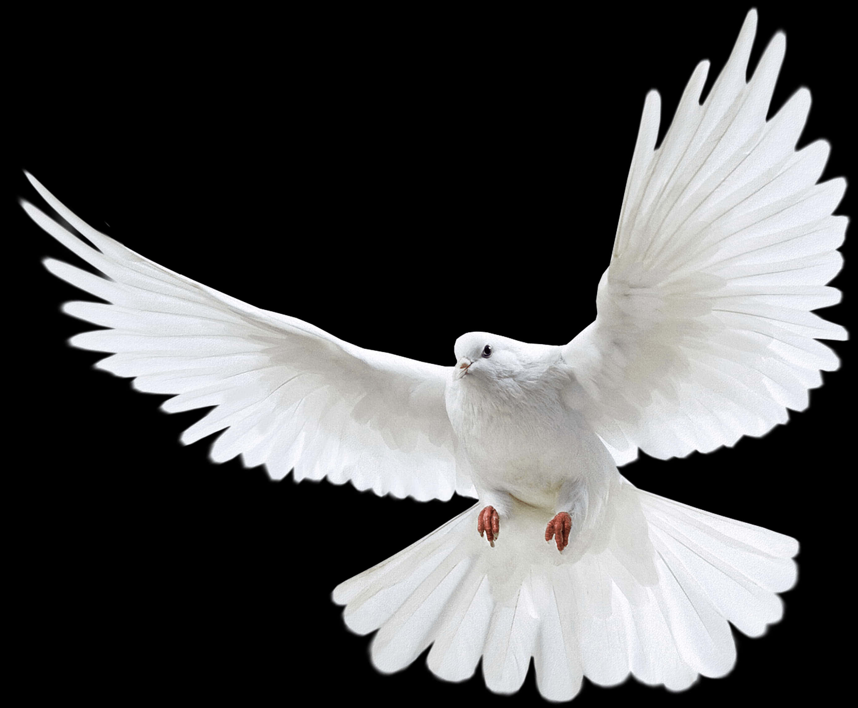 White Dove In Flight PNG with transparent background
