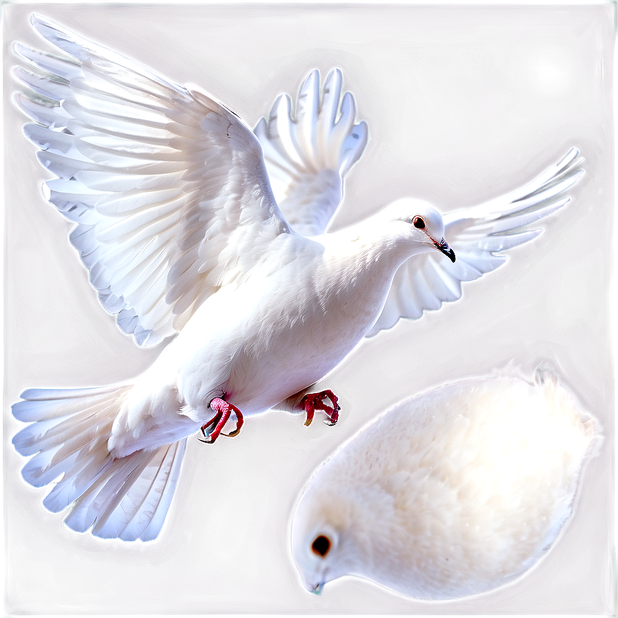 White Dove PNG 05042024 PNG with transparent background