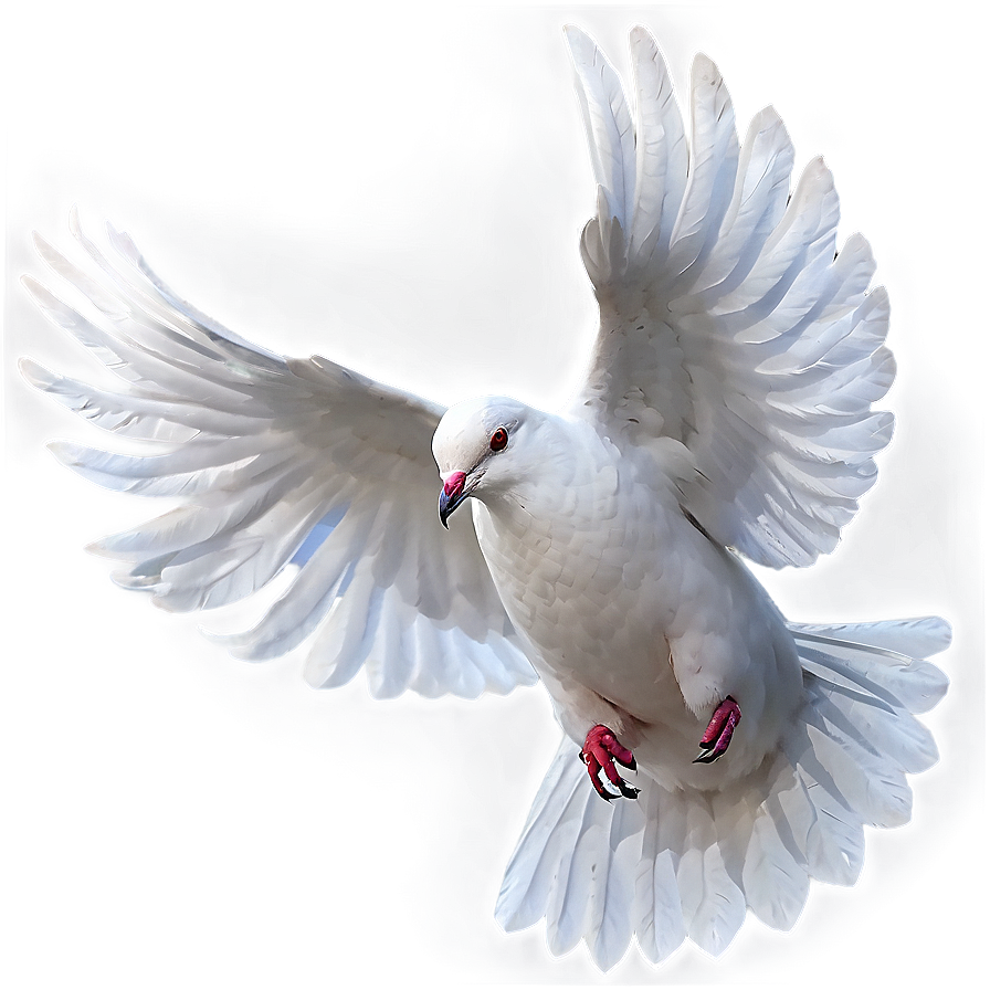 White Dove PNG 58 PNG with transparent background