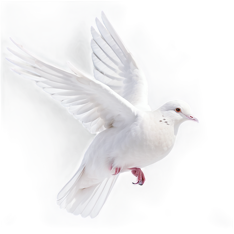 White Dove PNG sin PNG with transparent background