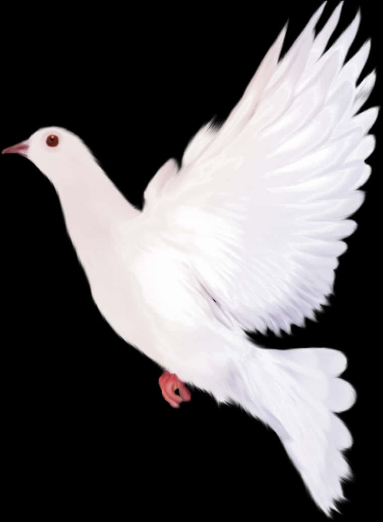 White Dovein Flight Black Background PNG with transparent background