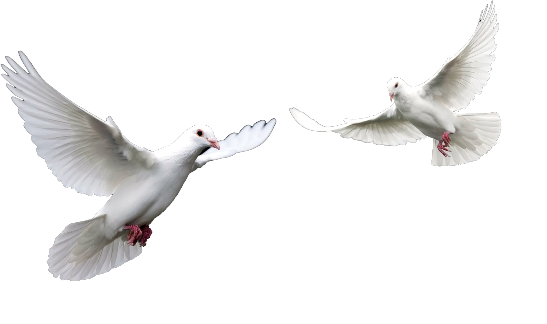 White Dovesin Flight PNG image with a transparent background, free high-resolution download