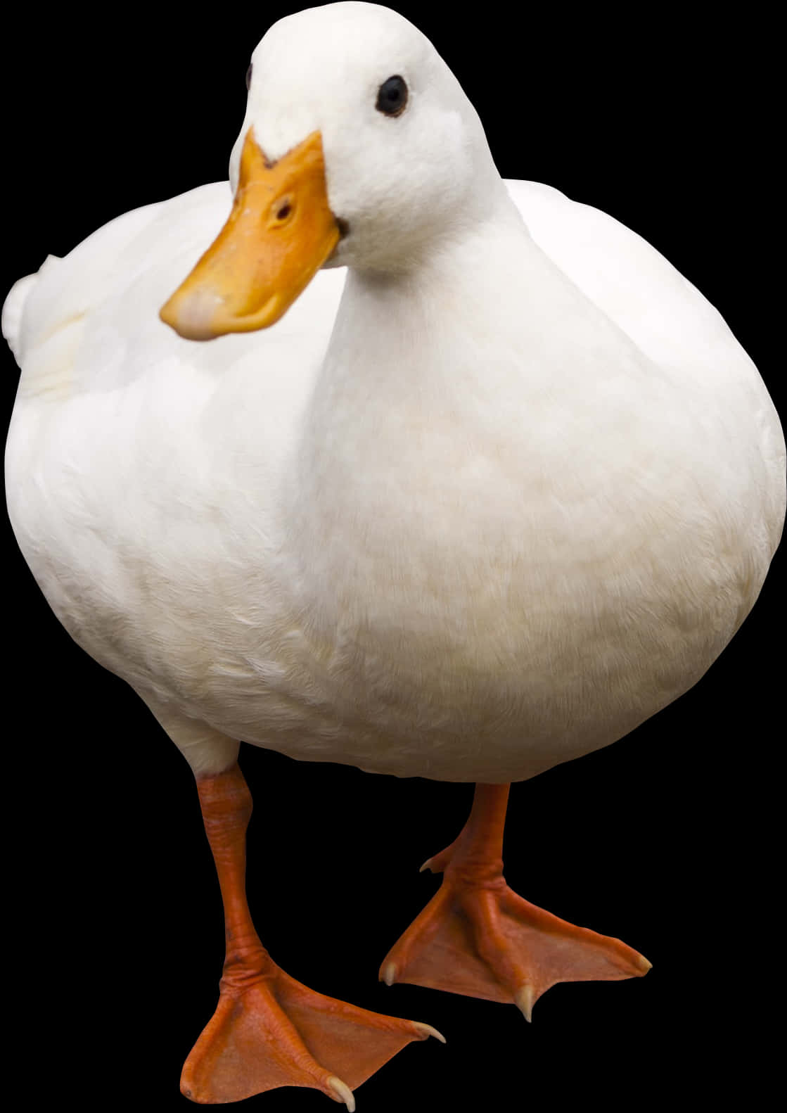 White Duck Black Background PNG with transparent background