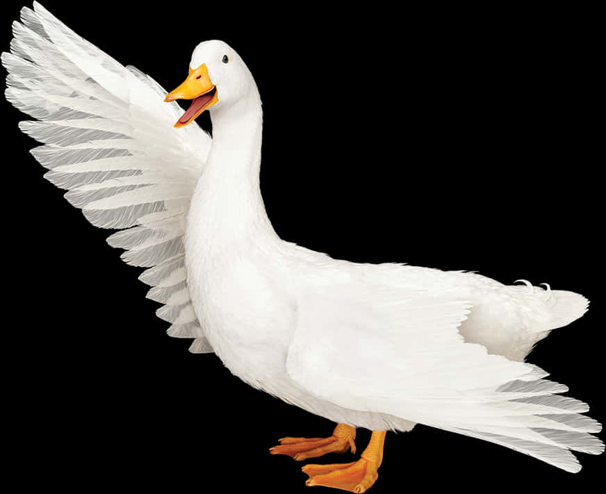 White Duck Spreading Wings PNG with transparent background