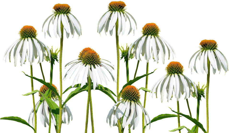 White Echinacea Flowers Transparent Background