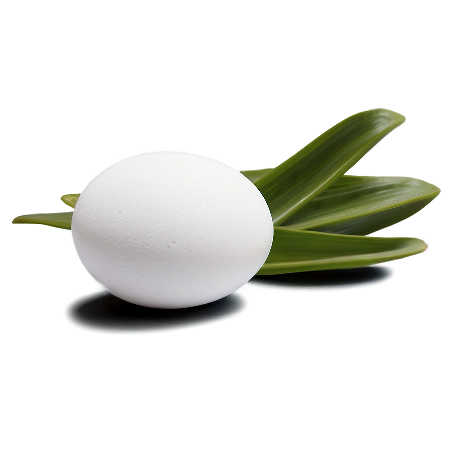 White Egg Stock Image Png Qtr73