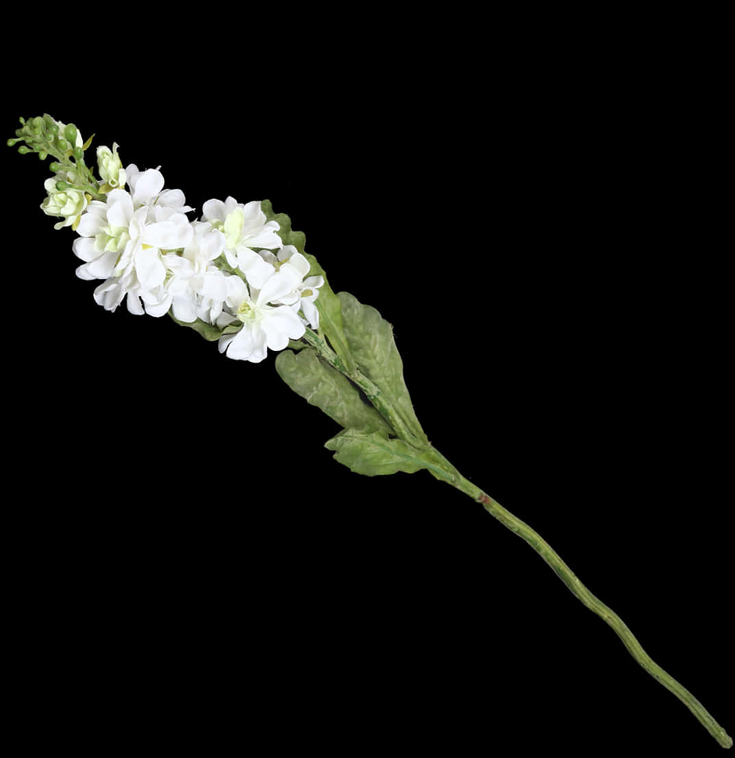 White Floral Sprigon Black Background PNG with transparent background