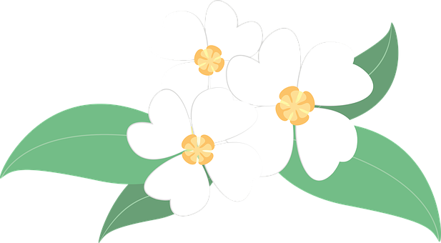 White Floral Vector Illustration PNG with transparent background