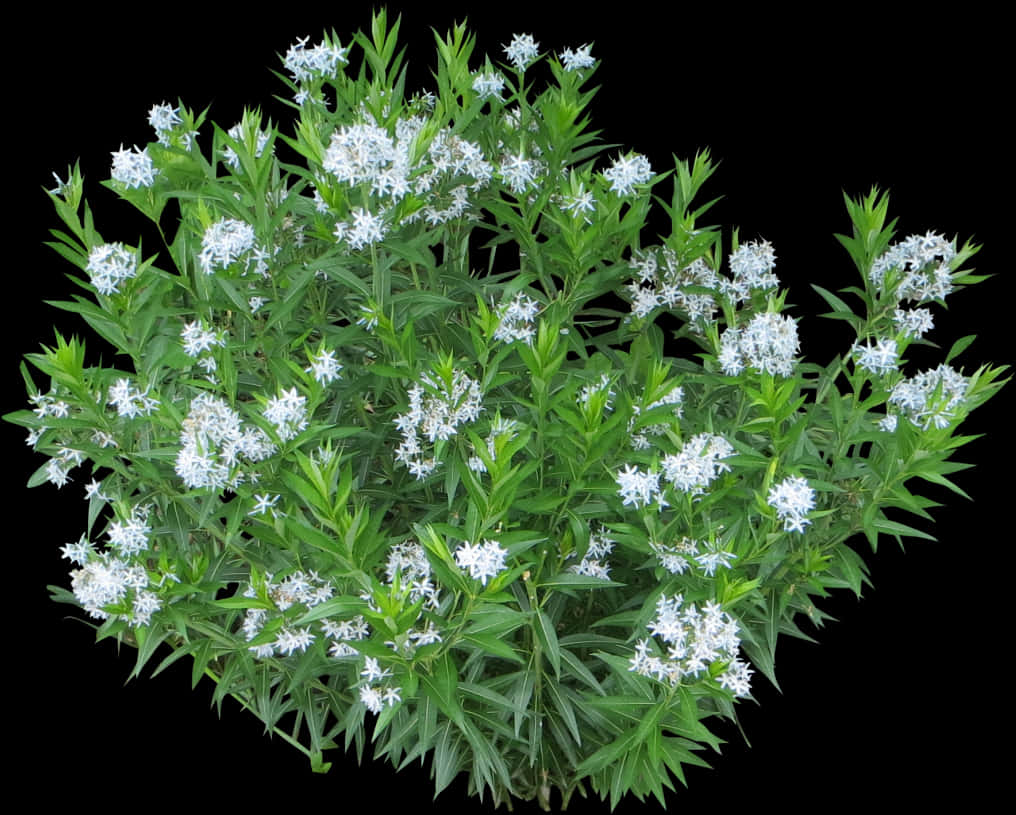 White Flower Clusteron Black Background.jpg PNG with transparent background