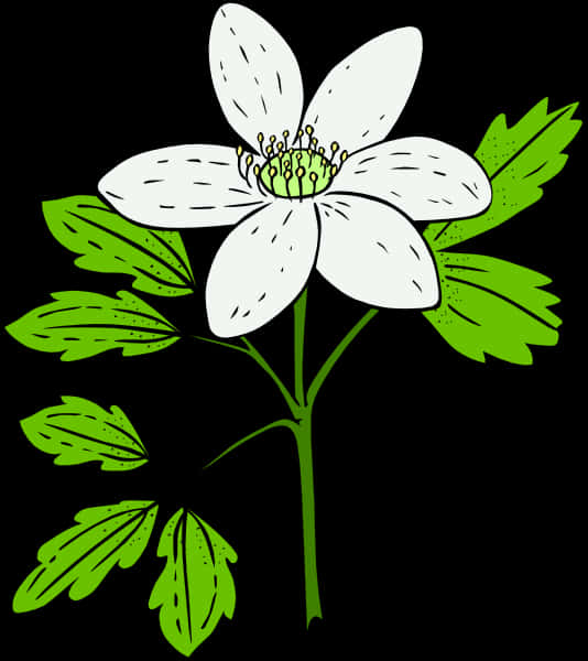 White Flower Green Leaves Vector Illustration