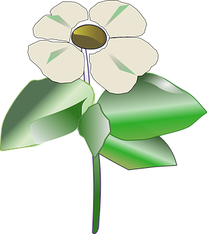 White Flower Vector Illustration