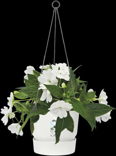 White Flowering Hanging Plantin White Pot