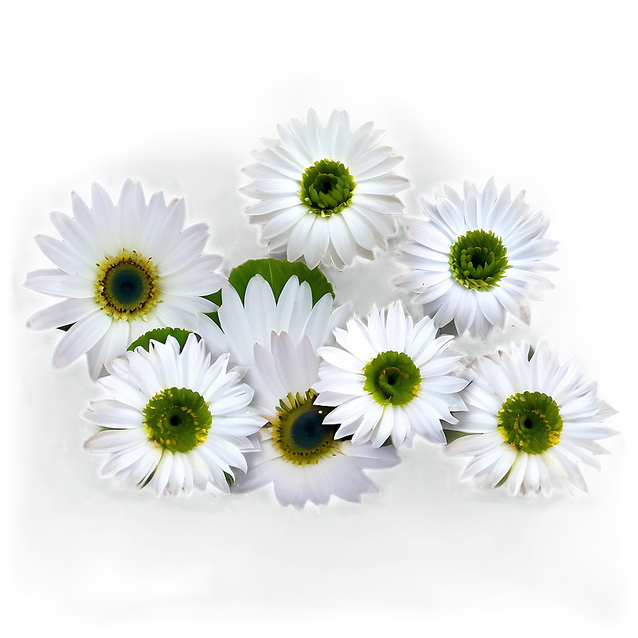 White Flowers Petals Png Mwm