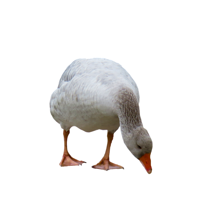 White Goose Isolated Background